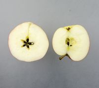Winter Banana æble
